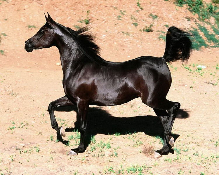 Файл:Арабские скакуны 4.jpg