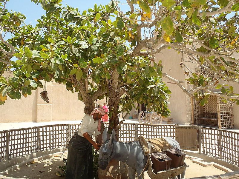 Файл:Sharjah Museum 2 Tatiana Kuzmina.jpg